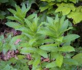 Gadellia lactiflora. Верхушки вегетирующих растений. Абхазия, Гагрский р-н, 1700 м н.у.м., широколиственный лес, поляна. 12.06.2025.