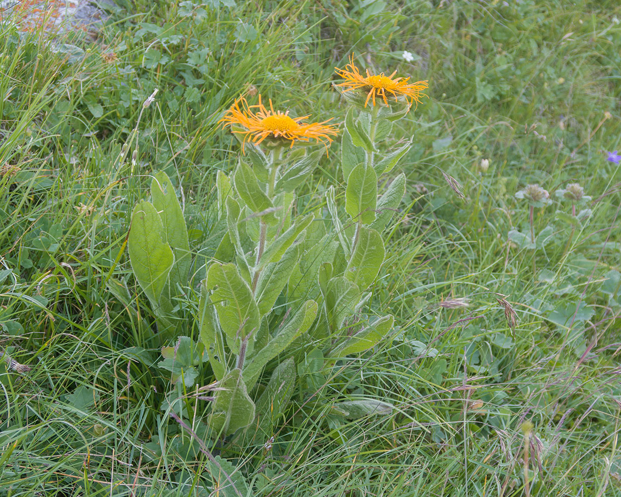 Image of Inula grandiflora specimen.