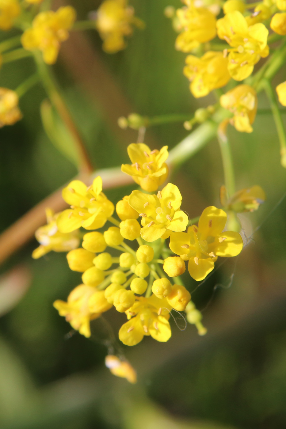 Image of Rorippa amphibia specimen.