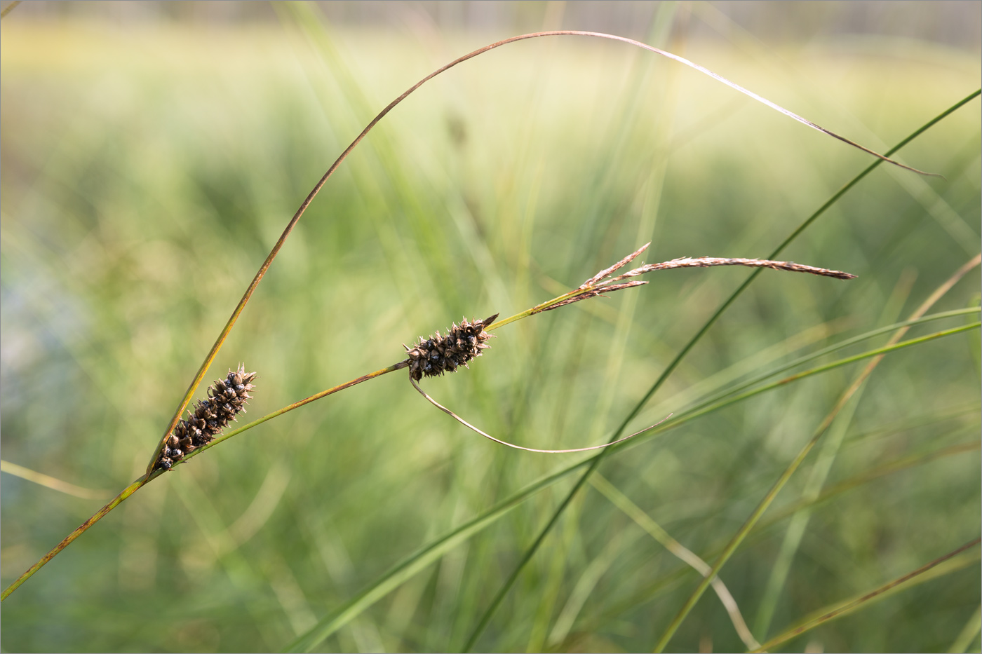 Image of genus Carex specimen.