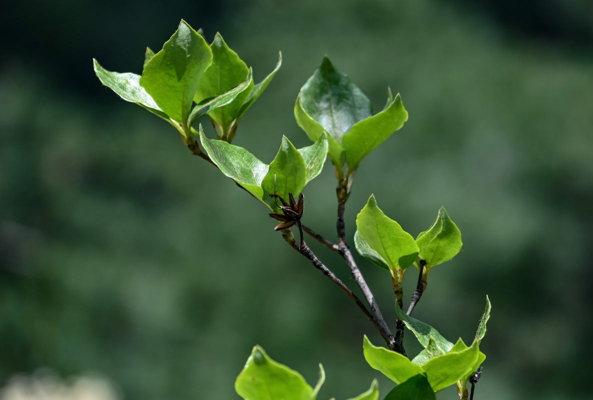 Image of Rhododendron kaempferi specimen.