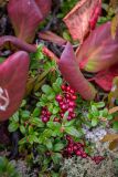 Vaccinium vitis-idaea. Плодоносящее растение среди листьев Bergenia pacifica Kom. Приморский край, Красноармейский р-н, гора Высокая, 1744 м н.у.м. горная тундра. 26.09.2021.