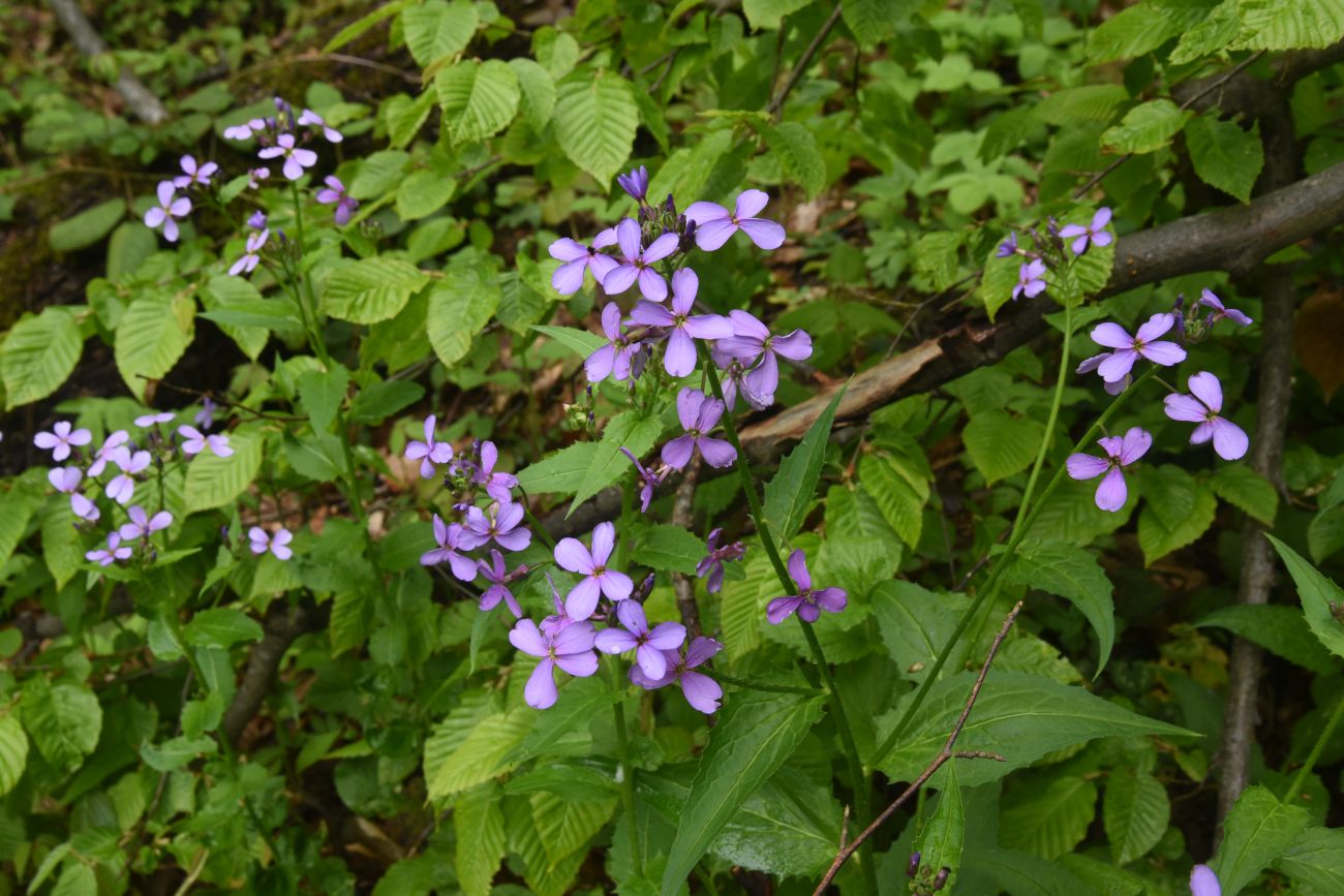 Image of Hesperis matronalis specimen.