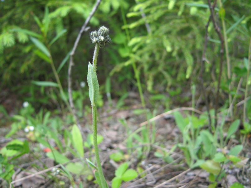 Изображение особи род Hieracium.