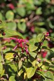 Loropetalum chinense