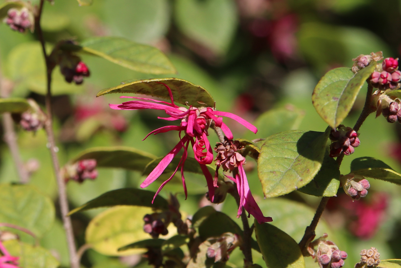 Image of Loropetalum chinense specimen.