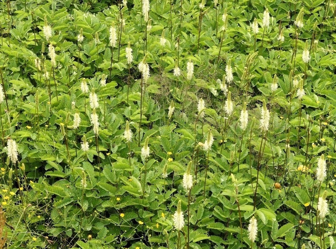 Изображение особи Sanguisorba stipulata.