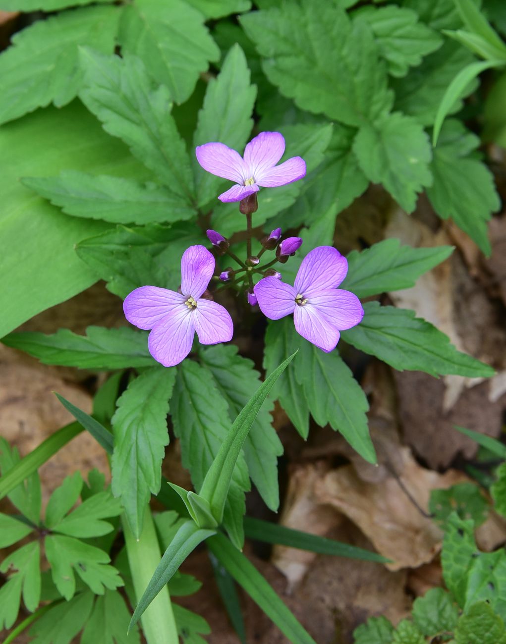 Изображение особи Cardamine quinquefolia.