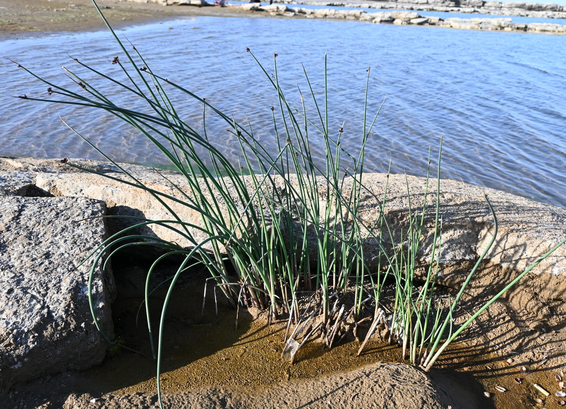 Image of familia Cyperaceae specimen.