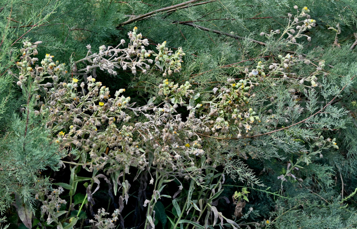 Image of genus Andryala specimen.