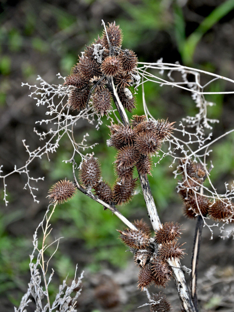 Image of Xanthium orientale specimen.