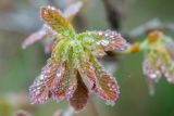 Quercus mongolica. Распускающиеся листья в каплях дождя. Приморский край, Хасанский р-н, побережье залива Голубиный, дубовое редколесье. 19.05.2025.