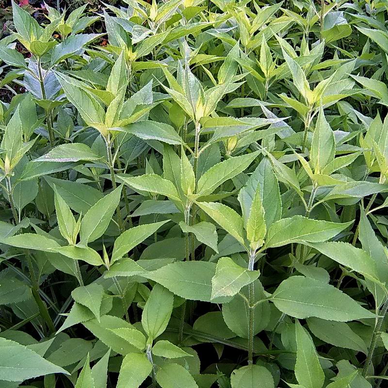 Image of Helianthus tuberosus specimen.