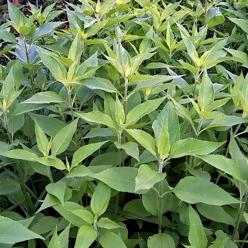 Изображение особи Helianthus tuberosus.