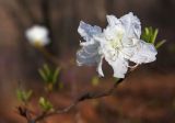 Rhododendron mucronulatum. Веточка с цветками (белоцветковая морфа). Южное Приморье, Чёрные горы, заповедник \"Кедровая падь\", хр. Гаккелевский. 13.05.2010.