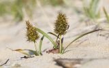 Carex macrocephala. Растения с созревающими плодами и сидящим клопом-солдатиком (Lygaeus equestris). Приморский край, Лазовский р-н, Лазовский запов., берег бухты Просёлочная, песчаная морская терраса. 13.06.2026.