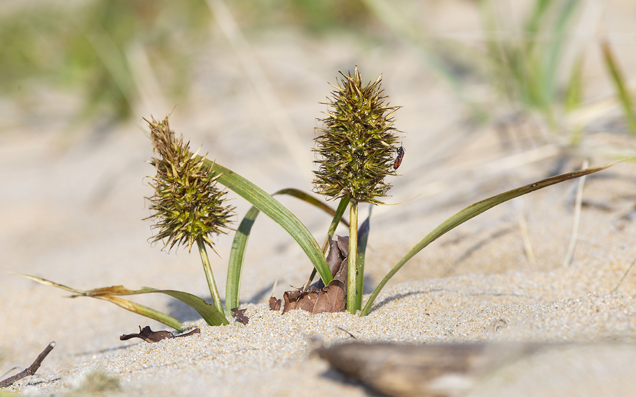 Image of Carex macrocephala specimen.