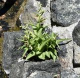Epipactis veratrifolia