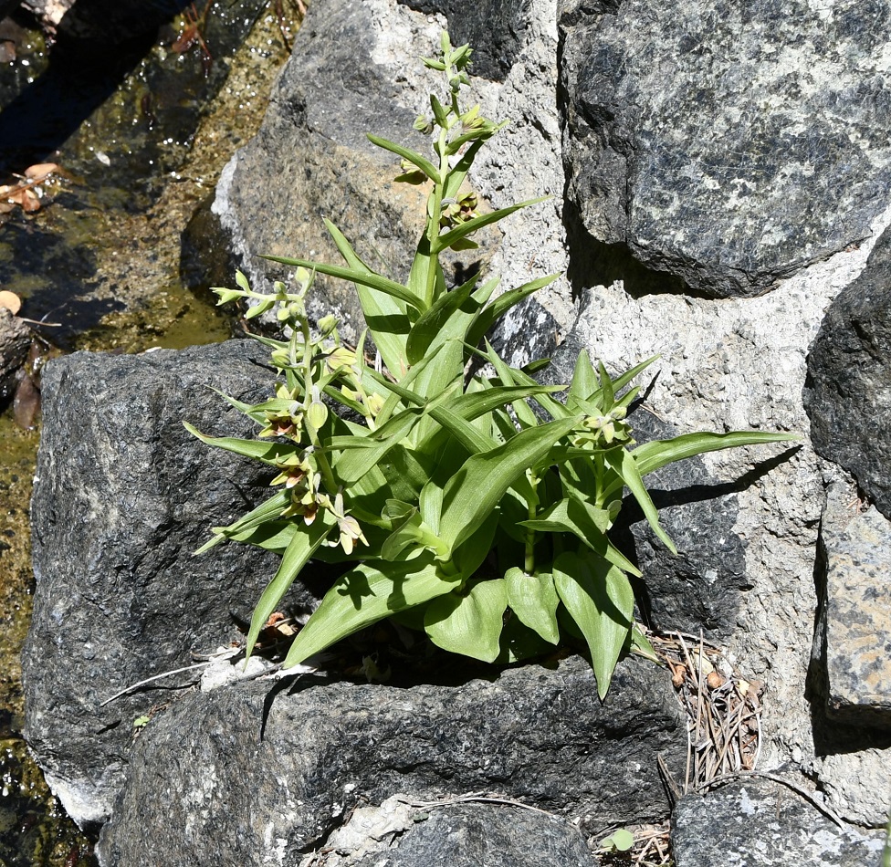 Image of Epipactis veratrifolia specimen.