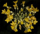 Primula florindae. Соцветие. Санкт-Петербург, парк Ботанического сада БИН РАН, в культуре 11.07.2026.