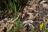 genus Orobanche. Молодое растение. Грузия, край Самцхе-Джавахети, Ахалцихский муниципалитет, левый борт р. Цинубанисцкали, 1,8 км выше по течению от горячего источника Цинубани, гребень небольшого отрога, выс. 1150 м н.у.м., опушка перед дубовой рощей. 9 июня 2026 г.