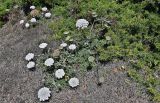 род Daucus. Цветущие и плодоносящие растения в сообществе с Juniperus. Португалия, округ Бежа, окр. г. Карвальял, сухой склон. 06.06.2026.