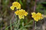 Смотреть изображение Helichrysum arenarium