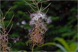 Chamaenerion angustifolium. Соплодие с созревшими семенгами. Московская обл., Раменский р-н, окр. дер. Хрипань, садовый участок. 15.08.2026.