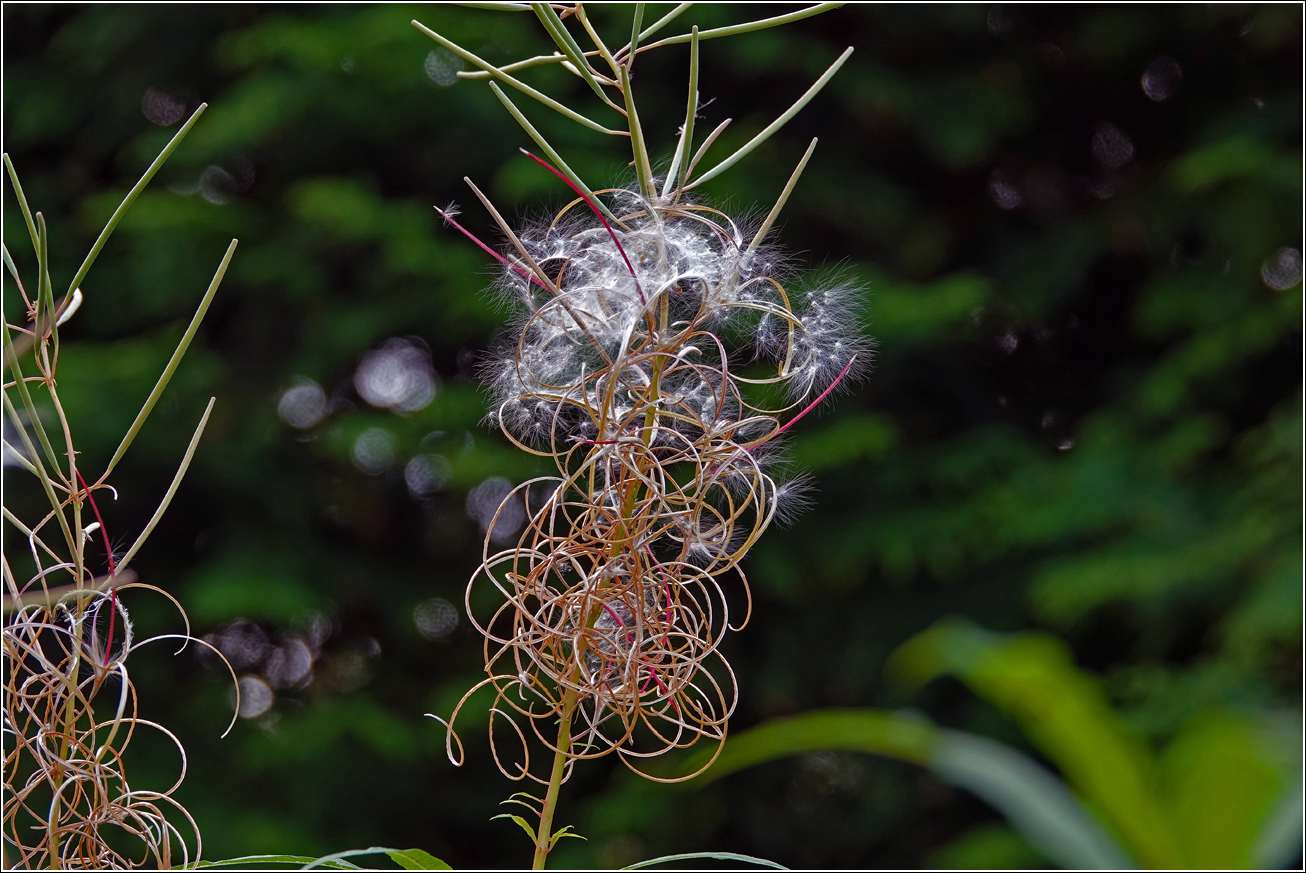 Image of Chamaenerion angustifolium specimen.