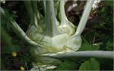 Brassica oleracea variety gongylodes. Побег с основаниями листьев. Московская обл., Раменский р-н, окр. дер. Хрипань, садовый участок. 16.08.2026.