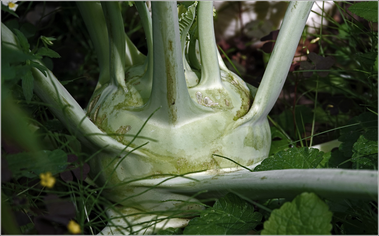 Image of Brassica oleracea var. gongylodes specimen.