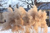 Miscanthus sinensis. Соплодия (сорт 'Рurpurascens'). Санкт-Петербург, Ботанический сад Петра Великого, северный двор, цветник. 10 марта 2026 г.
