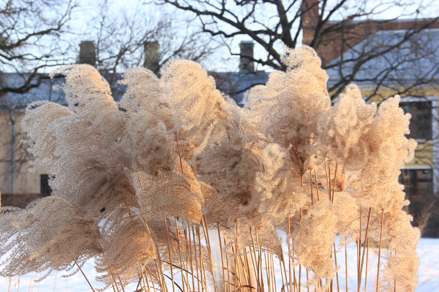 Изображение особи Miscanthus sinensis.