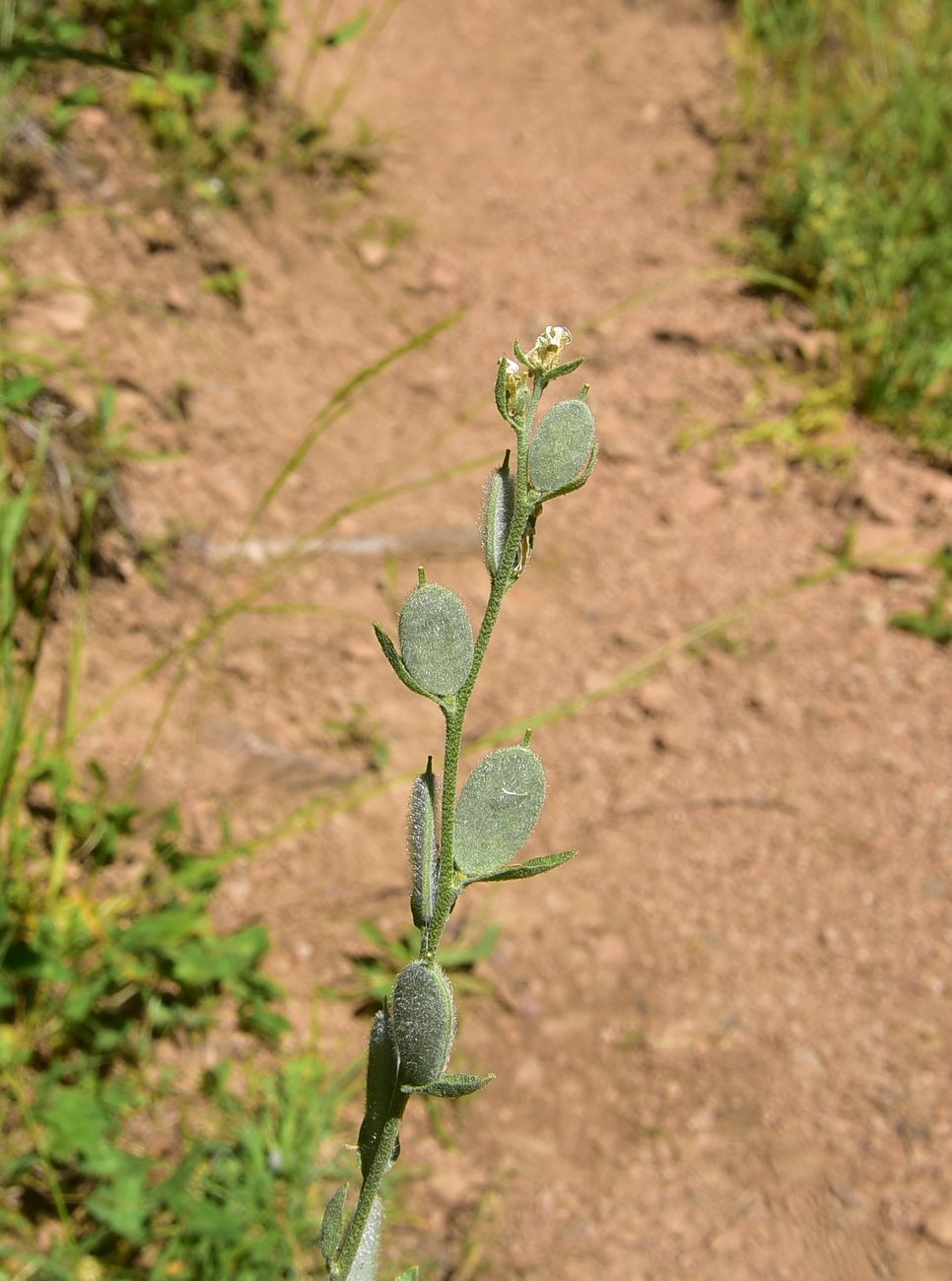 Image of Unknown species specimen.
