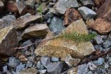 genus Pedicularis. Лист. Турция, ил Артвин, р-н Юсуфели, левый берег р. Бархал-Чайи, над порогом, выс.1800 м н.у.м., скальная полка. 14 июня 2026 г.