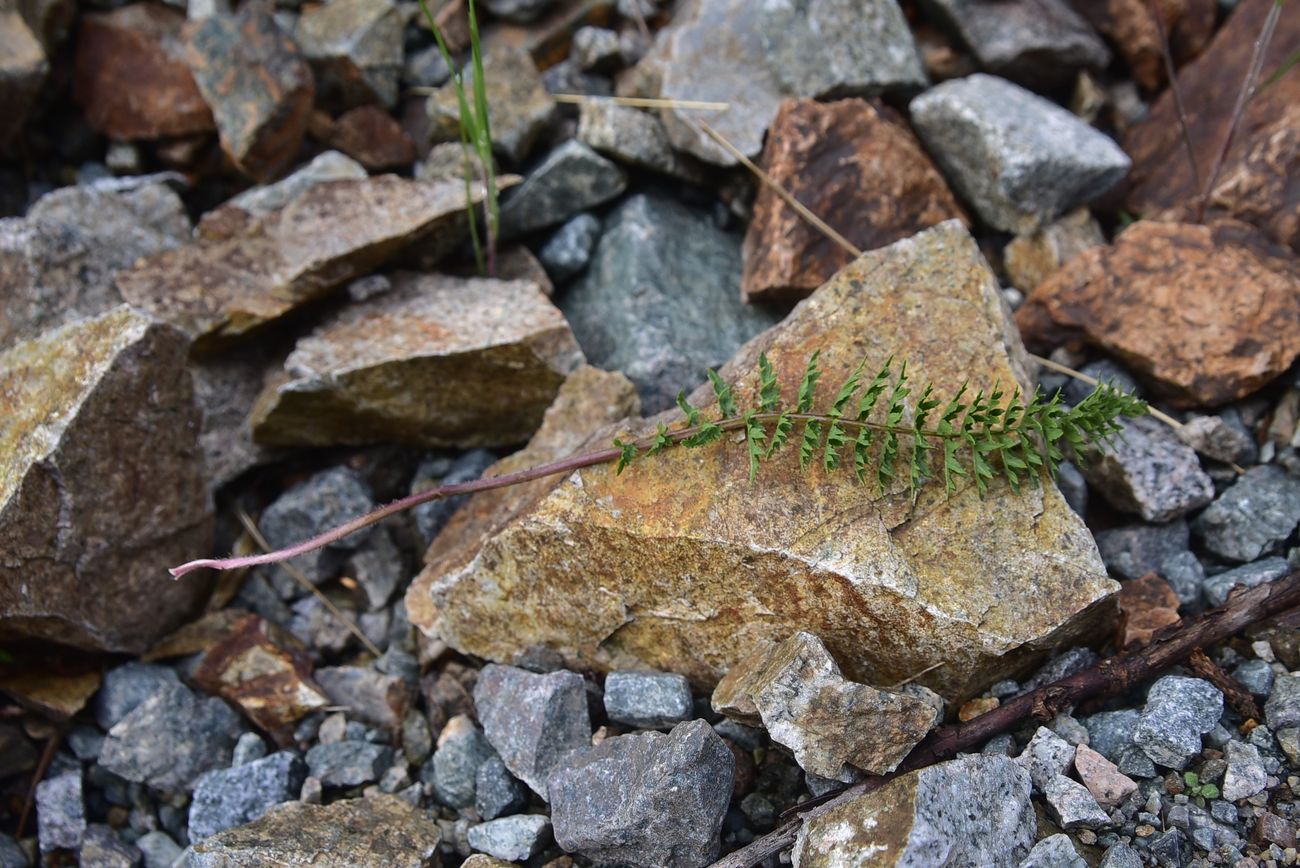 Image of genus Pedicularis specimen.