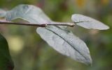 Cotoneaster melanocarpus. Верхушка побега. Алтай, окр. пос. Манжерок, сосняк на склоне г. Черепан. 26.08.2009.