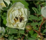 Rosa spinosissima. Цветок. Чувашия, г. Шумерля. 12 июня 2011 г.