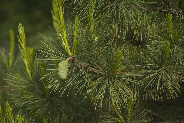 Изображение особи Pinus peuce.