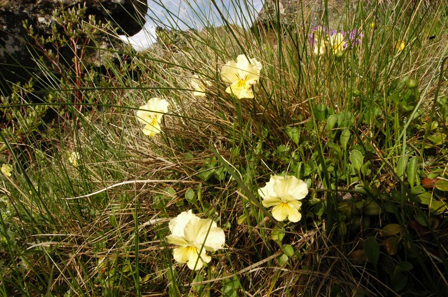 Image of Viola oreades specimen.