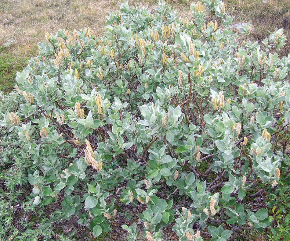 Image of Salix lanata specimen.