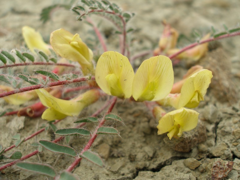 Изображение особи Astragalus utriger.