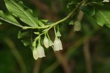 Vaccinium arctostaphylos. Веточка с цветками. Республика Карачаево-Черкесия, Домбай, верховья долины р. Алибек, 1970 м н.у.м. 09.07.2011.