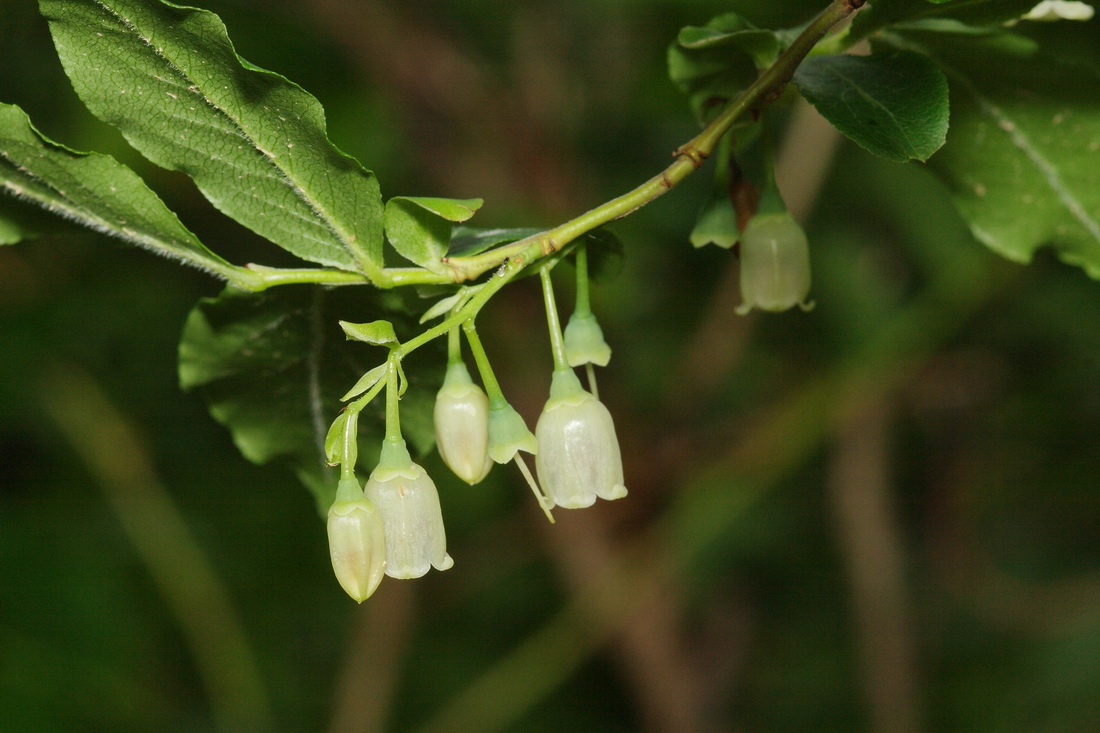 Image of Vaccinium arctostaphylos specimen.