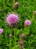 Cirsium arvense