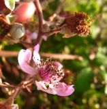 Rubus ulmifolius. Цветок. Испания, Страна Басков, Арратия, сельское поселение Альсусте. Август 2011 г.