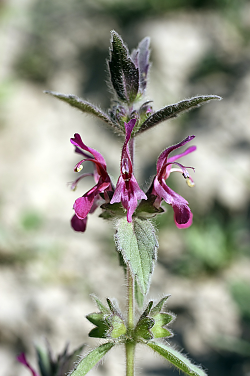 Изображение особи Hypogomphia purpurea.