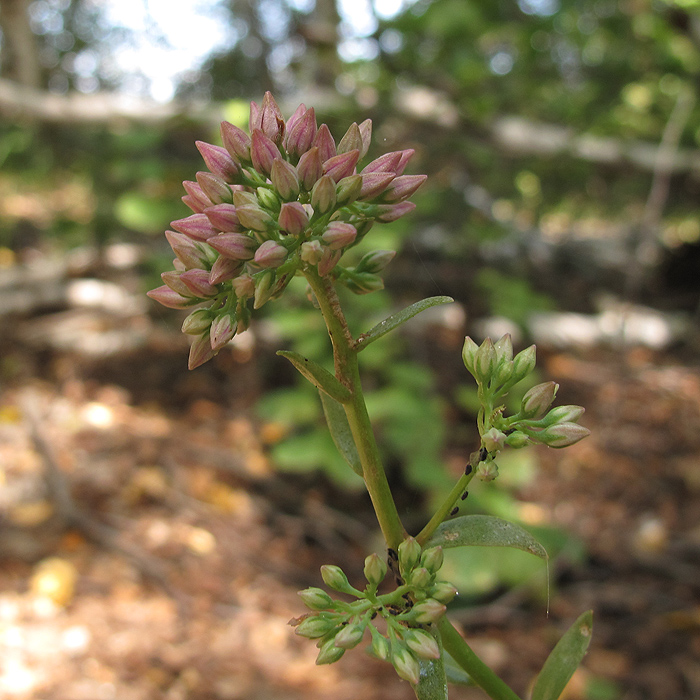 Изображение особи Hylotelephium triphyllum.