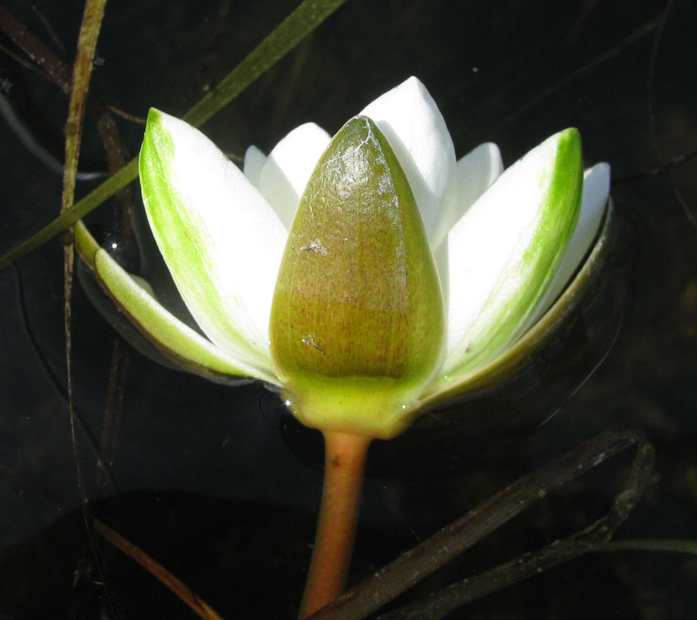 Image of Nymphaea candida specimen.