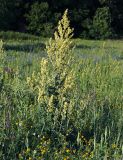 Verbascum lychnitis. Цветущее растение. Воронежская обл., Павловский р-н, окр. с. Михайловка (Шипов лес), склон холма. 17.06.2011.